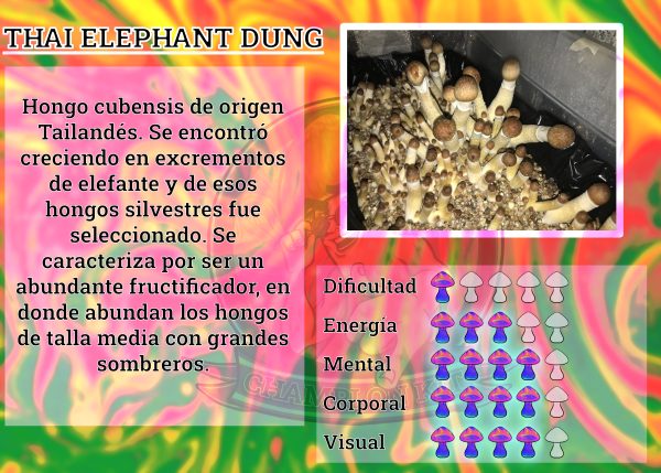 CEPA elephant thai dung esporas